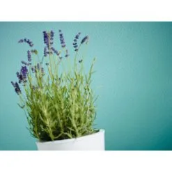 A.S. Creation Meistervlies | 246011 | Papier Peint à Motif Ondulé | 0.53 M X 10.05 M | Blanc 10 A.S. Creation Meistervlies | 246011 | Papier Peint à Motif Ondulé | 0.53 M X 10.05 M | Blanc -Fond D'écran Soldes 246011 3